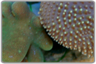 Green Rabbit Ear and Green Umbrella Leather Coral Combo - Cultured